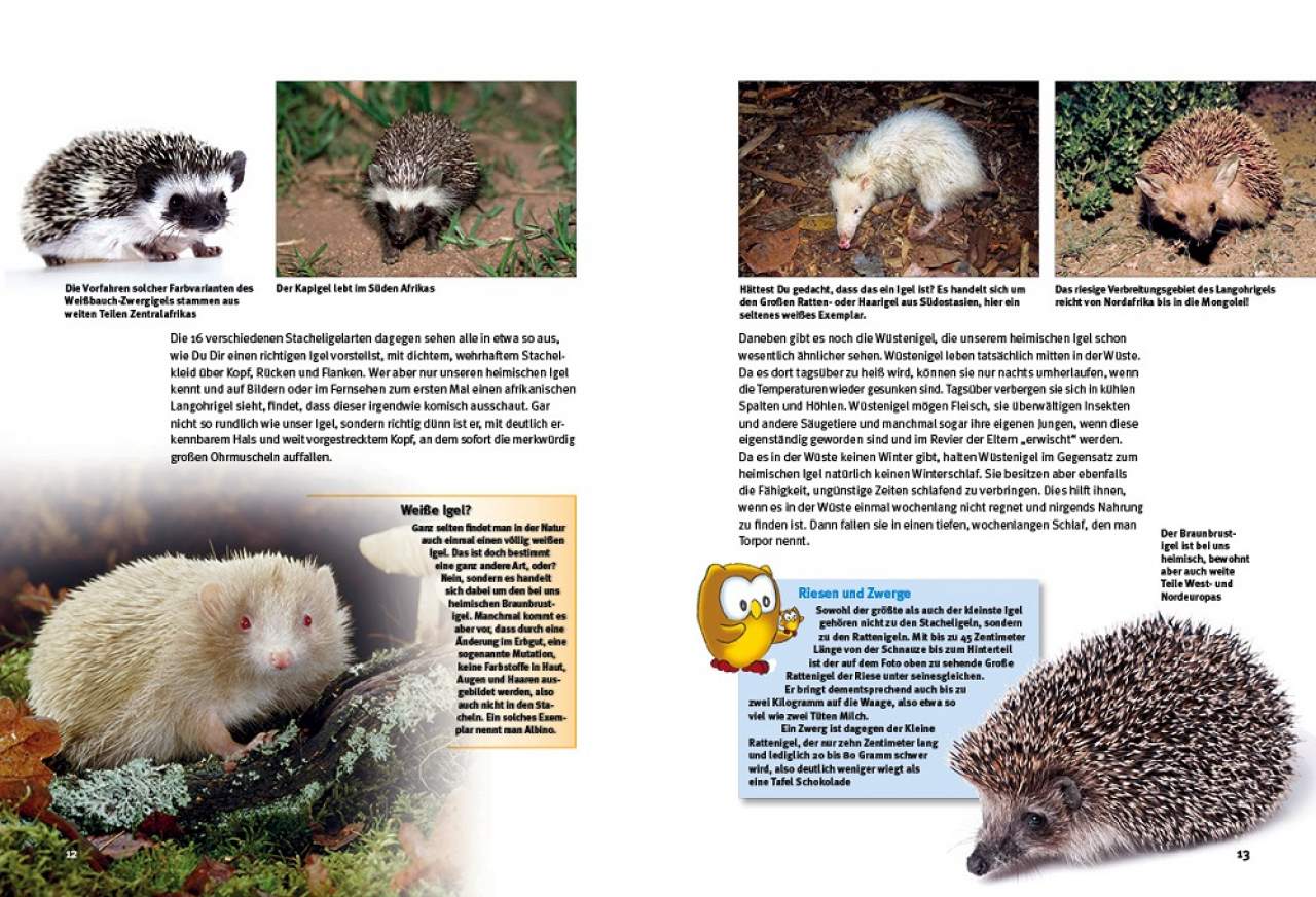 Entdecke die Igel